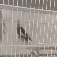 عروس هلندی آلبینو و وایت فیس مولد با جوجه