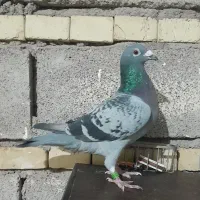 کبوتر عراق|پرنده|باوی, |دیوار