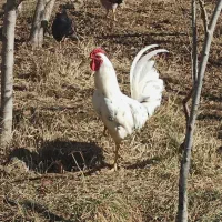 مرغ و خروس گلین نژاد دار