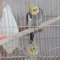 جفت عروس هلندی|پرنده|بافت, |دیوار