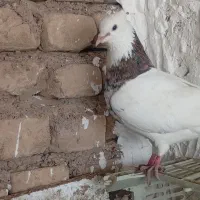 کبوتر