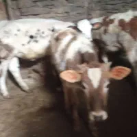 سه‌عدد‌گوساله‌ماده