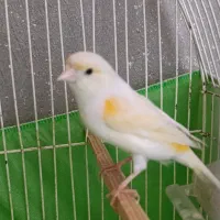 قناری ماده