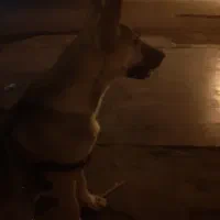 واگذاری توله سگ نوماه