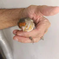 جوجه سهره قناری|پرنده|بندر انزلی, جهانگانی|دیوار