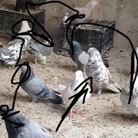 کفتر گمشده نر چینی سرخ|حیوانات|برخوار, |دیوار