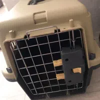 گربه اسگاتیش|گربه|ری, علایین|دیوار