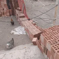 فروشی مرغ و خروس|حیوانات مزرعه|هیر, |دیوار