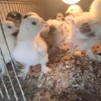 جوجه مرغ نژاد کوشین پانتام و جاپنیز (ژاپنیکس)|حیوانات مزرعه|تبریز, |دیوار