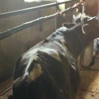 فروش گاو و گوساله وتلیسه|حیوانات مزرعه|چمستان, |دیوار