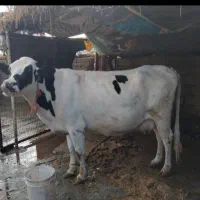 گاو 8ماه آبستن