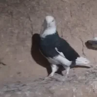 گمشده