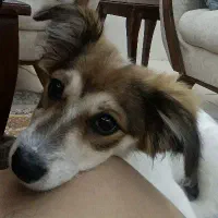 واگذاری توله اشپیتز کراس