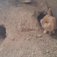 فروش خرگوش|موش و خرگوش|کرج, اصفهانی‌ها|دیوار