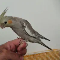 عروس هلندی فول دستی