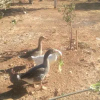 یک جفت غاز|حیوانات مزرعه|جوانرود, |دیوار