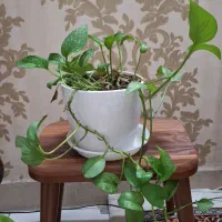 گل طبیعی با گلدان سرامیکی