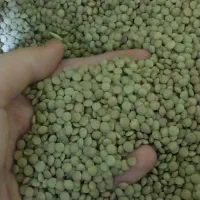 حبوبات عدس
