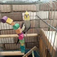 عروس هلندی جفت|پرنده|محمدیه-قزوین, |دیوار