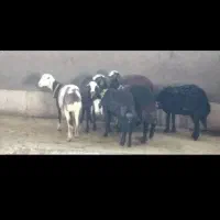گم شده