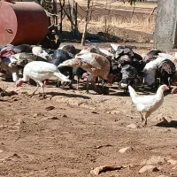 بوقلمون محلی