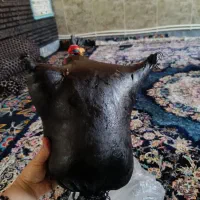 هیزه|ظروف نگهدارنده، پلاستیکی، یک‌بارمصرف|جوانرود, |دیوار