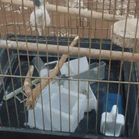 قفس عروس هلندی