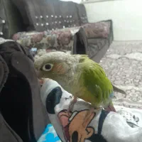 گرینچیک نر دستی