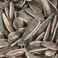 تخمه کانادایی درجه یک 8کیلو مانده