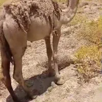 شتر نر ۲سال