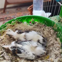 پرنده|پرنده|قزوین, |دیوار