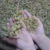 انگور سایه خشک کشمشی درشت درجه یک ارگانیک|خوردنی و آشامیدنی|ملایر, |دیوار