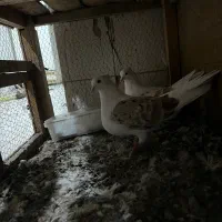 دو کت|پرنده|قم, نیروگاه|دیوار