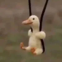 جوجه غاز محلی