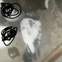 کبوتر گم کردم