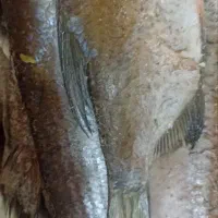 ماهی رودخانه