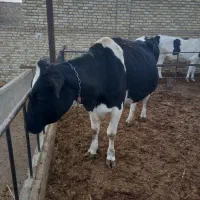 گاو دم زا ابستن سنگین