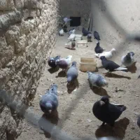 کبوتر نر|پرنده|هامون, |دیوار