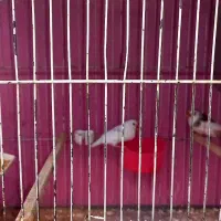 فنج های مولد جف باقفسو بدون قفس بشرط جوجه|پرنده|قم, شاه ابراهیم|دیوار