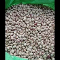 فروش ۵ تن لوبیا چیتی و ۲ تن لوبیا کشاورزی
