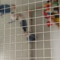 طوطی برزیلی کتوله