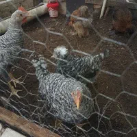 مرغ نژاد دار