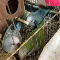 راهب بالغ مخصوص جوجه کشیوسالن