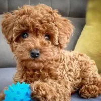 سگ واگذاری پذیرا هستم