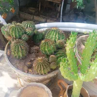 انواع گل گیاه