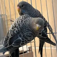 مرغ عشق