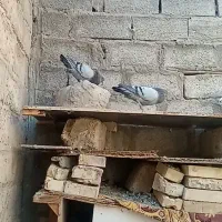پلاکی اصل|پرنده|اهواز, بهارستان|دیوار