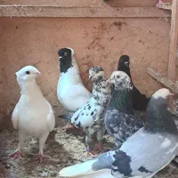 فروش یا معاوضه پرنده زیر قیمت و با اصالت|پرنده|بابل, |دیوار