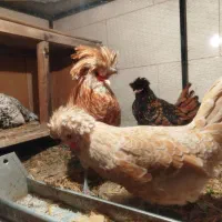 تخم مرغ نطفه دار نژاد پولند