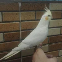 عروس هلندی معاویه با پاد